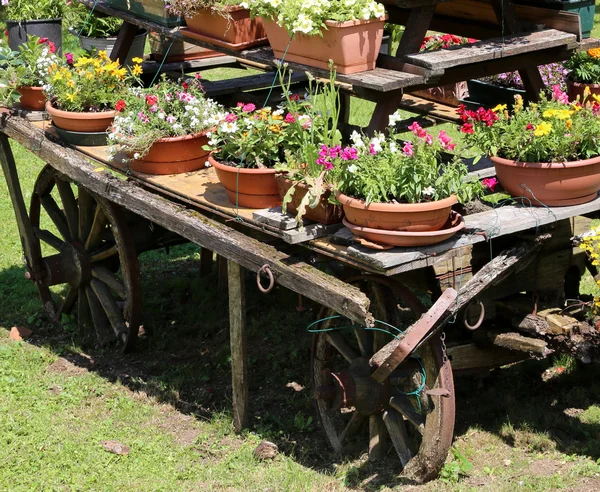 Velho carrinho de madeira festooned com muitos vasos de flores no meado — Fotografia de Stock