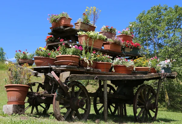 Velho carrinho de madeira festooned com muitos vasos de flores no meado — Fotografia de Stock