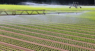 Yaz aylarında bir marul alanının otomatik sulama sistemi