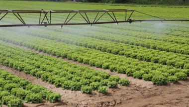 Yaz aylarında bir marul alanının otomatik sulama sistemi