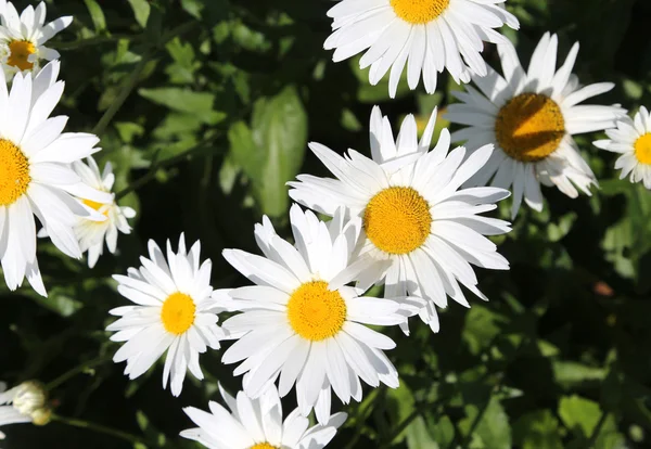 Large mountain daisies with big petals — Stock Photo, Image