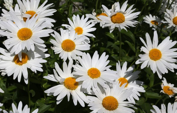 Berg madeliefjes met zeer witte bloemblaadjes — Stockfoto