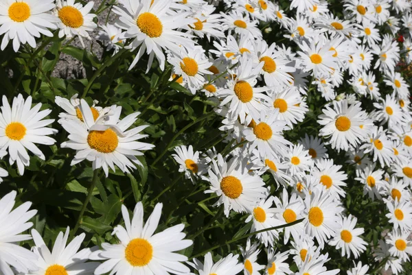 Achtergrond van madeliefjes met witte bloemblaadjes — Stockfoto