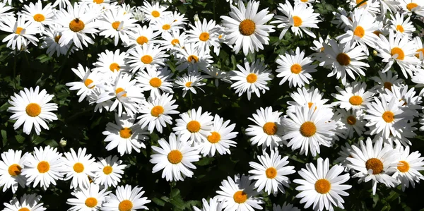Berg madeliefjes met zeer witte bloemblaadjes — Stockfoto