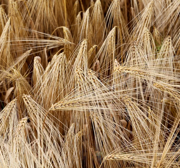 Gelbe Ähren auf dem Feld — Stockfoto