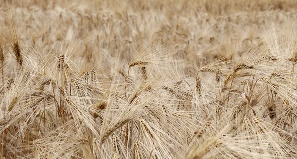 Yellow ripe wheat ears in the field in summer — Stock Photo, Image