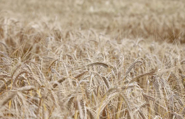Gele rijp tarwe oren in het brede veld — Stockfoto