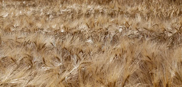 Ripe wheat ears in the field in summer — Stock Photo, Image
