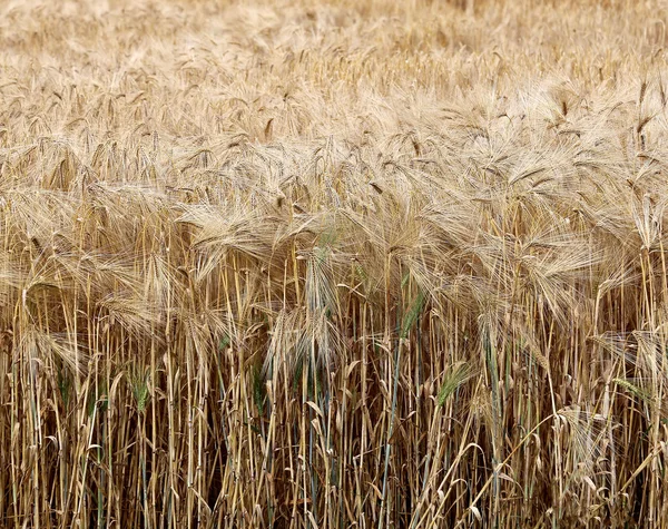 Gelbe reife Weizenähren — Stockfoto