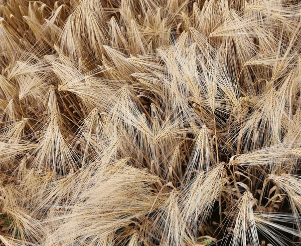 Achtergrond van rijpe tarwe oren in het veld — Stockfoto