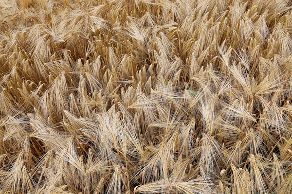 Gelbe Weizenähren im Sommer auf dem Feld — Stockfoto