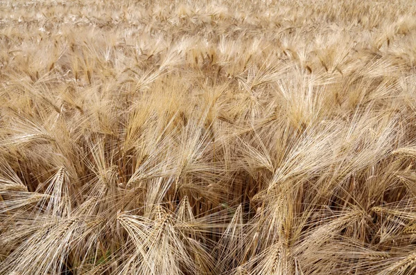 Fondo de espigas de trigo amarillo en el campo en verano —  Fotos de Stock