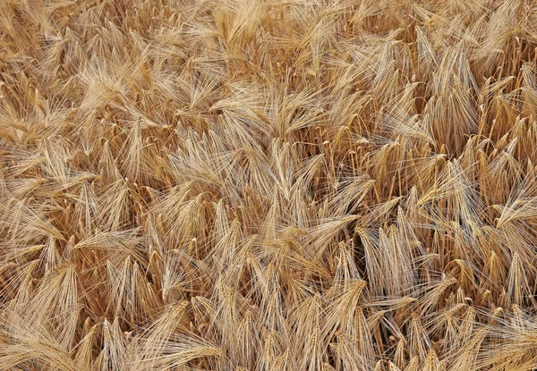 Background of wheat ears in the field — Stock Photo, Image