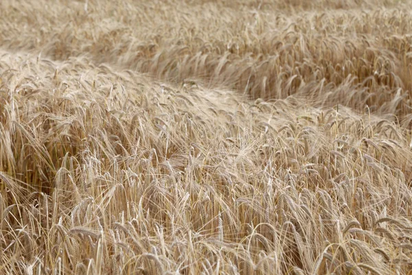 Żółta pszenica uszy w polu w lecie — Zdjęcie stockowe