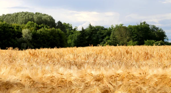 夏のフィールドに黄色の小麦の穂 — ストック写真
