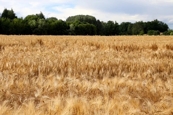 黄色熟した小麦の穂 — ストック写真