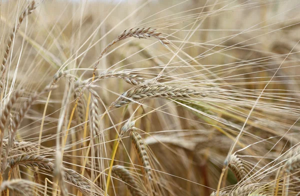 Rijpe tarwe oren in het veld in de zomer — Stockfoto