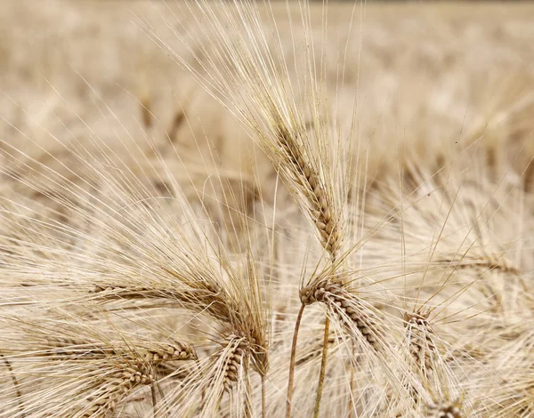 Žlutá zralé pšenice uši v poli — Stock fotografie