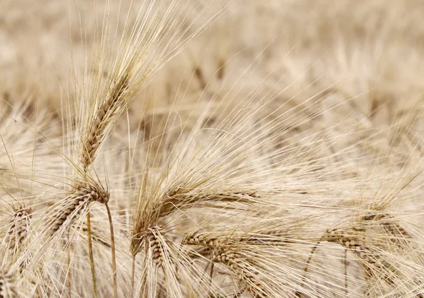 Weizenähren im Sommer auf dem Feld — Stockfoto