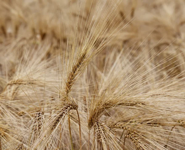 Ripe wheat ears in the field in summer — Stock Photo, Image