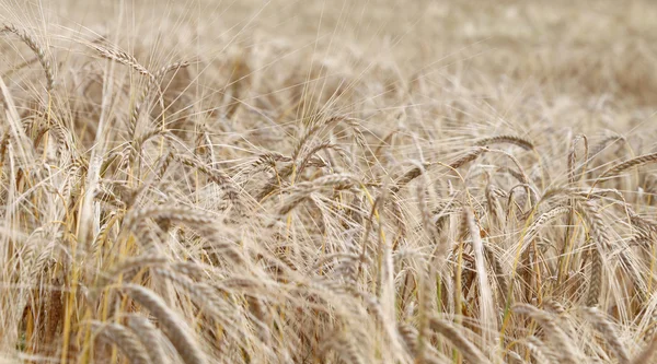 Rijpe tarwe oren in het veld in de zomer — Stockfoto