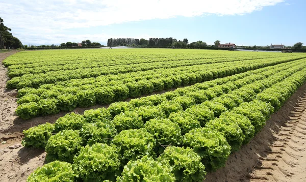 Champ de laitue verte cultivé sur sol sablonneux — Photo