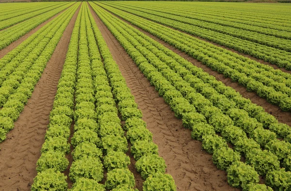 Yaz aylarında Kumlu topraklarında yetişen yeşil salata — Stok fotoğraf
