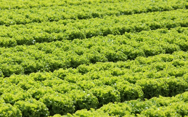 Grön sallat som odlats på sandjord i sommar — Stockfoto