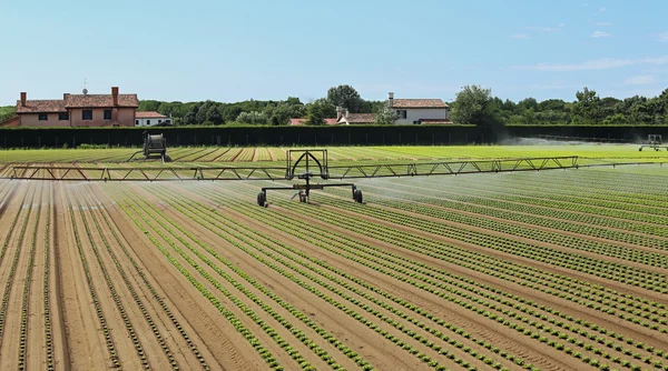 Sistema di irrigazione di un campo di lattuga — Foto Stock