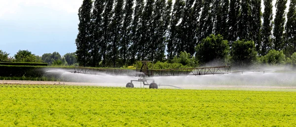 Impianto di irrigazione automatico di un campo di lattuga — Foto Stock