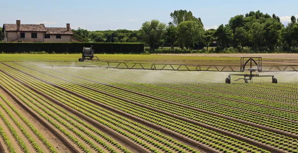 Automatic irrigation system of a lettuce field in summer — Stock Photo, Image