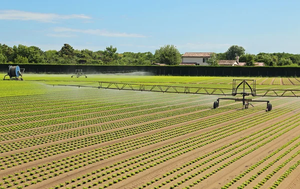 Sistem irigasi otomatis dari ladang selada di musim panas — Stok Foto