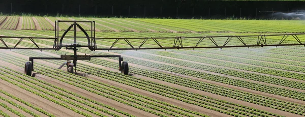 Sistema de irrigação automático de um campo de alface no verão — Fotografia de Stock