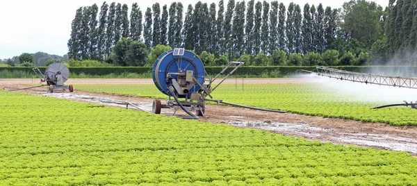 Sistema de riego automático de un campo de lechuga en verano — Foto de Stock