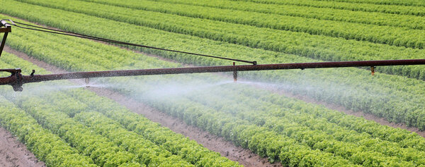 automatic irrigation system of a lettuce field in summer