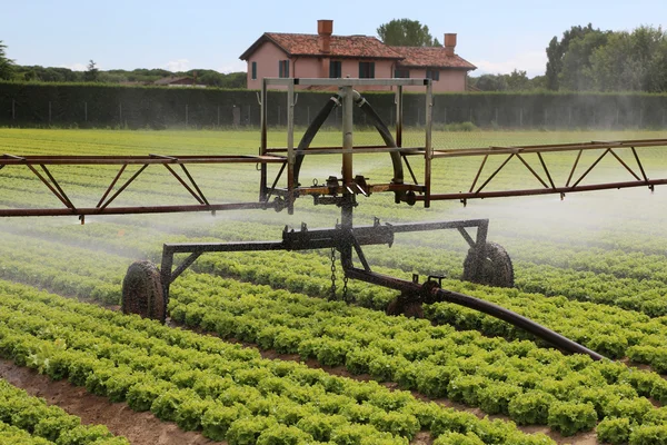 Automatische sprinklering systeem van een veld van de sla in de zomer — Stockfoto