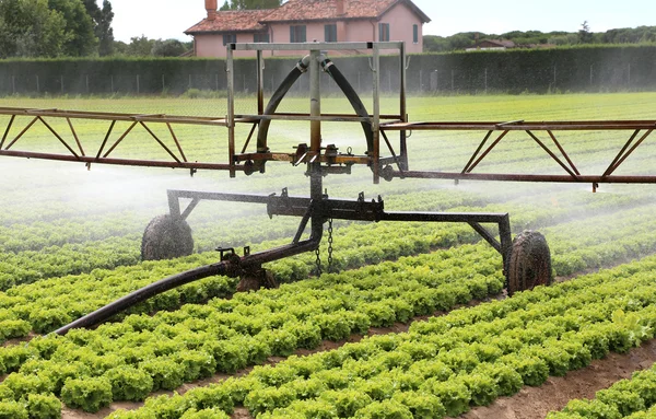 Système d'irrigation automatique d'un champ de laitue en été — Photo