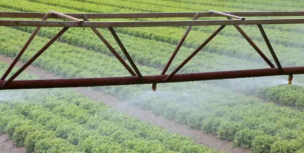 Automatische irrigatiesysteem van een veld van de sla in de zomer — Stockfoto