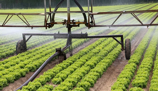 Sistema de irrigação de um campo de alface em verão — Fotografia de Stock