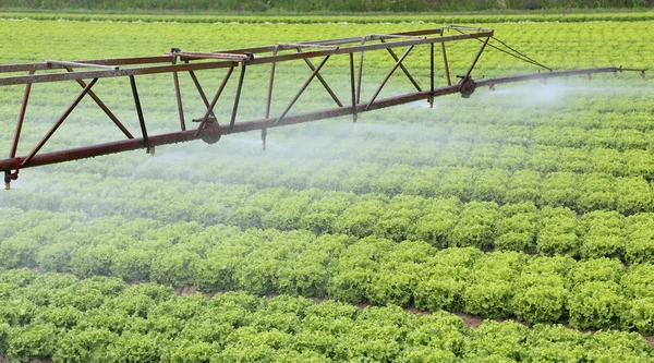 Sistema de irrigação automático de um campo de alface — Fotografia de Stock