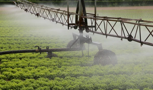 Impianto di irrigazione automatico di un campo di lattuga — Foto Stock