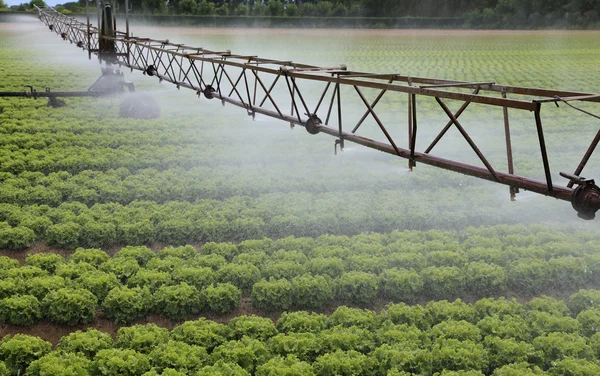 Sistema de irrigação de um campo de alface em verão — Fotografia de Stock