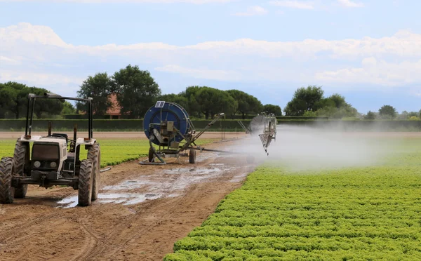 Automatische Bewässerung eines Salatfeldes im Sommer — Stockfoto