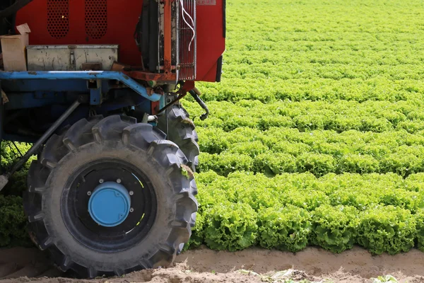 Big wheel tractor in the field of green lettuce — Stock Photo, Image