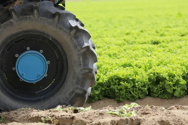 Колесный трактор в поле зеленого салата выращивается — стоковое фото