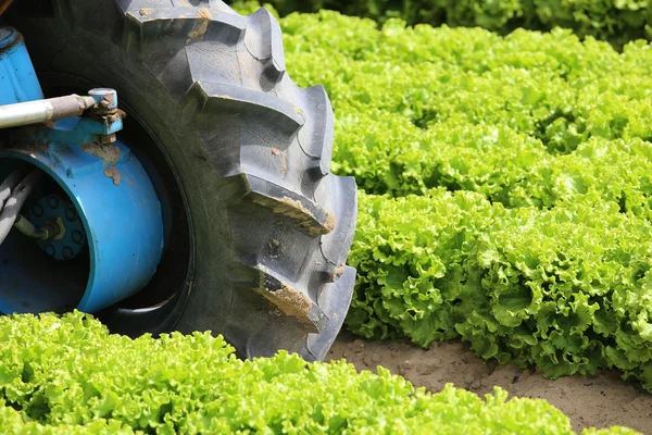 Traktor med stort hjul i felten – stockfoto