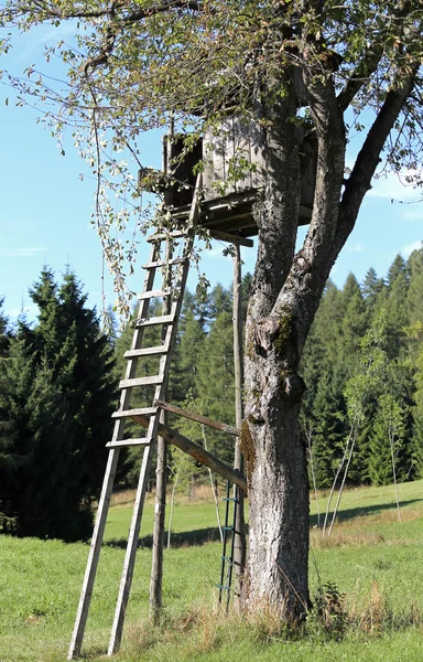 Prolil lovec nad velký strom s listy — Stock fotografie