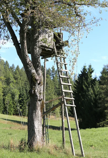 Hon na lov přes velký strom s listy — Stock fotografie