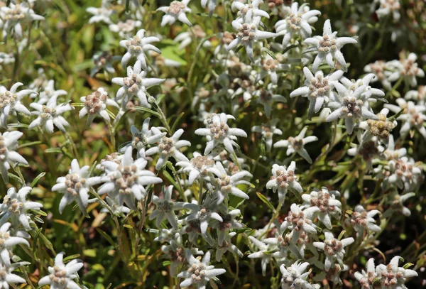 Muitas flores edelweiss no prado — Fotografia de Stock