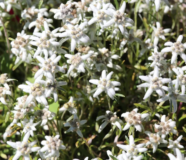 Edelweiss kwiaty na łące w Dolomitach — Zdjęcie stockowe